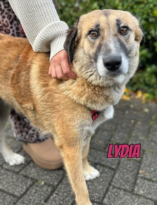 Lydia, Mischling - Hündin