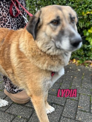 Lydia, Mischling - Hündin
