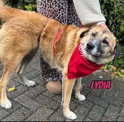 Lydia, Mischling - Hündin