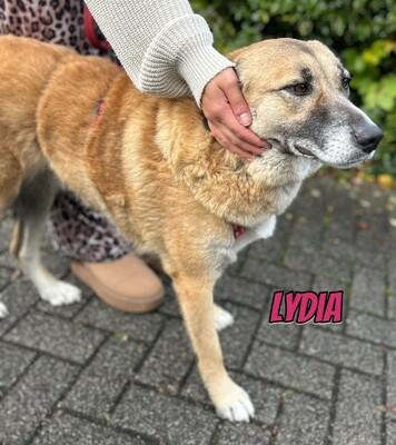 Lydia, Mischling - Hündin