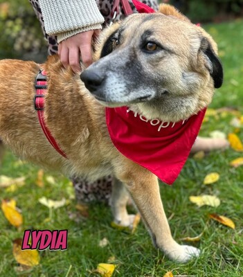 Lydia, Mischling - Hündin