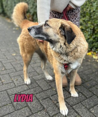 Lydia, Mischling - Hündin
