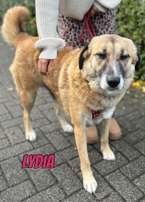 Lydia, Mischling - Hündin