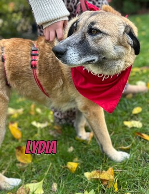 Lydia, Mischling - Hündin