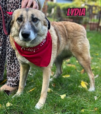Lydia, Mischling - Hündin