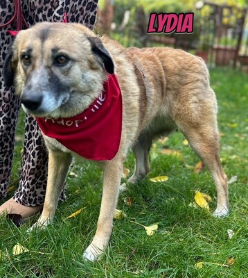 Lydia, Mischling - Hündin