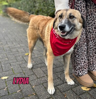 Lydia, Mischling - Hündin