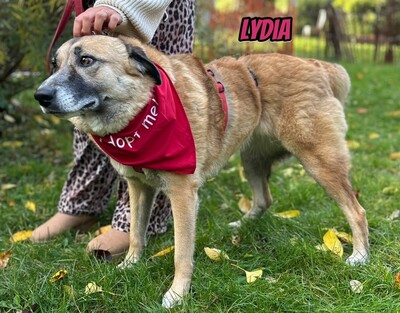 Lydia, Mischling - Hündin