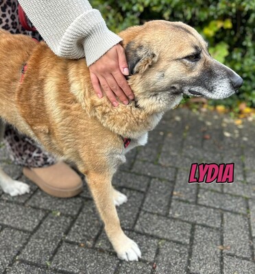 Lydia, Mischling - Hündin