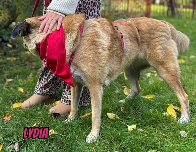 Lydia, Mischling - Hündin