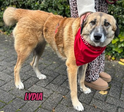 Lydia, Mischling - Hündin
