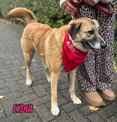 Lydia, Mischling - Hündin