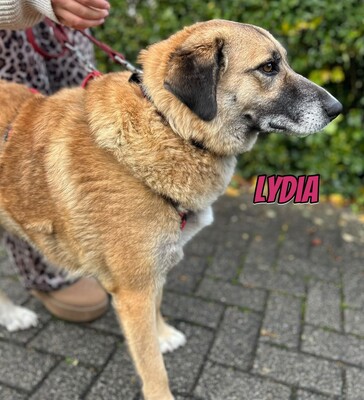 Lydia, Mischling - Hündin