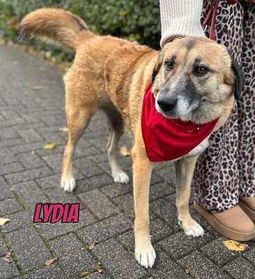 Lydia, Mischling - Hündin