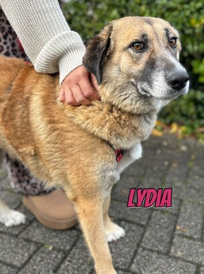Lydia, Mischling - Hündin