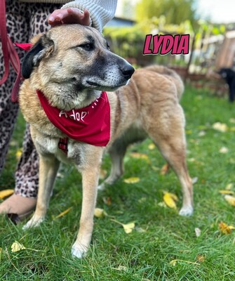 Lydia, Mischling - Hündin