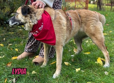 Lydia, Mischling - Hündin