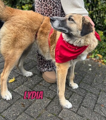 Lydia, Mischling - Hündin