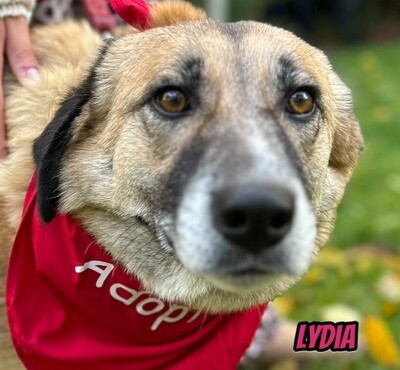 Lydia, Mischling - Hündin