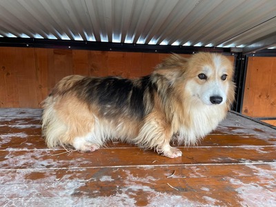 😍 Lyonesse (w), 6 Jahre, 35 cm, Slowakei, Corgi-Mix - Hündin