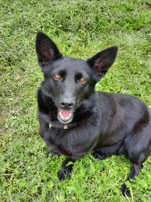 Málna sucht dringend ein Zuhause