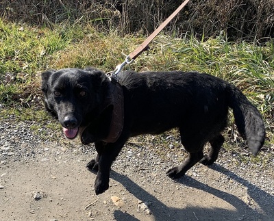 Málna sucht dringend ein Zuhause, unbekannt - Hündin