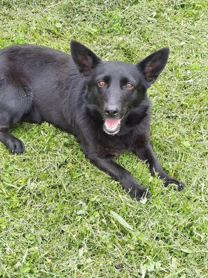 Málna sucht dringend ein Zuhause, unbekannt - Hündin