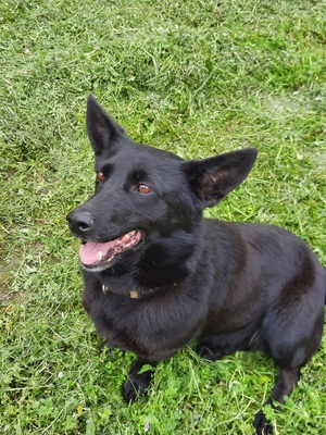 Málna sucht dringend ein Zuhause, unbekannt - Hündin