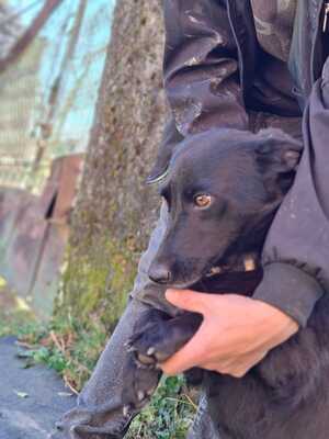 Málna sucht dringend ein Zuhause, unbekannt - Hündin