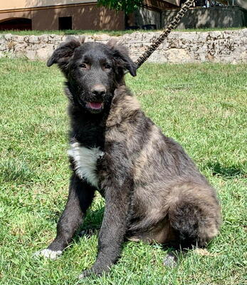 MAAXI - furchtloses Fellknäuel sucht SEIN ZUHAUSE, MAAXI - furchtloses Fellknäuel sucht SEIN ZUHAUSE Welpen - Rüde