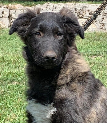 MAAXI - furchtloses Fellknäuel sucht SEIN ZUHAUSE, MAAXI - furchtloses Fellknäuel sucht SEIN ZUHAUSE Welpen - Rüde