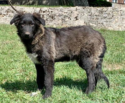 MAAXI - furchtloses Fellknäuel sucht SEIN ZUHAUSE, MAAXI - furchtloses Fellknäuel sucht SEIN ZUHAUSE Welpen - Rüde