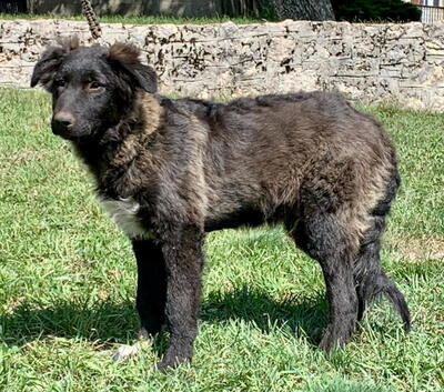 MAAXI - furchtloses Fellknäuel sucht SEIN ZUHAUSE, MAAXI - furchtloses Fellknäuel sucht SEIN ZUHAUSE Welpen - Rüde