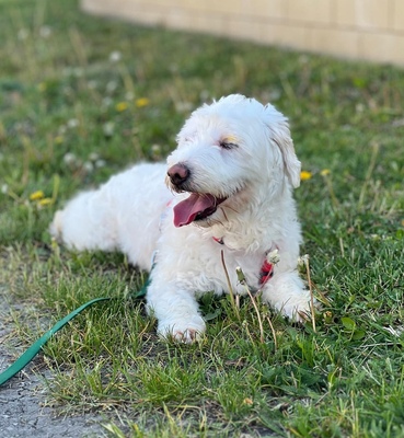 MACIS, Mischling - Rüde