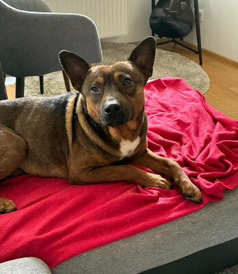 MACK - freundlich und lebenslustig, anhänglich, lebhaft, gelehrig, anfangs etwas ängstlich, Mischling - Wien - Rüde