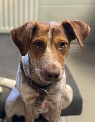 MACOS Azrael, Mischling - Rüde