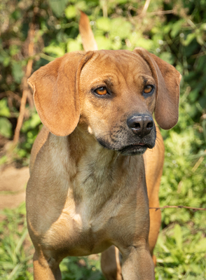 MADITA - liebt Menschen, verspielt, bewegungsfreudig, zutraulich, verschmust