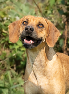 MADITA - liebt Menschen, verspielt, bewegungsfreudig, zutraulich, verschmust, Mischling (Video auf HP) - Hündin