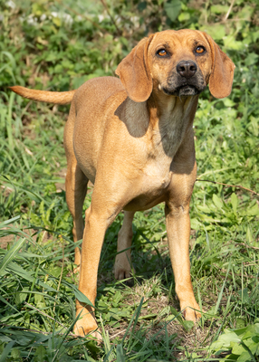 MADITA - liebt Menschen, verspielt, bewegungsfreudig, zutraulich, verschmust, Mischling (Video auf HP) - Hündin