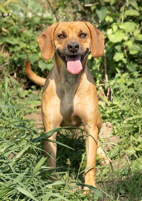MADITA - liebt Menschen, verspielt, bewegungsfreudig, zutraulich, verschmust, Mischling (Video auf HP) - Hündin
