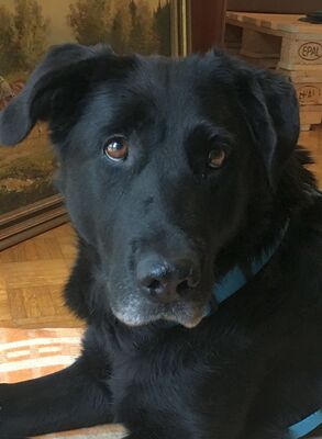 MAGGY 4 in Wien, Labradormix - Hündin