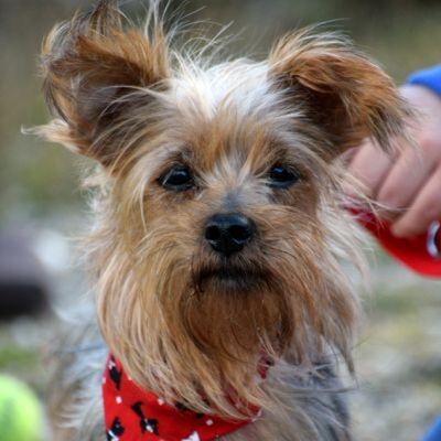MAGICO - Linares, Yorkshire-Terrier - kastriert - Rüde