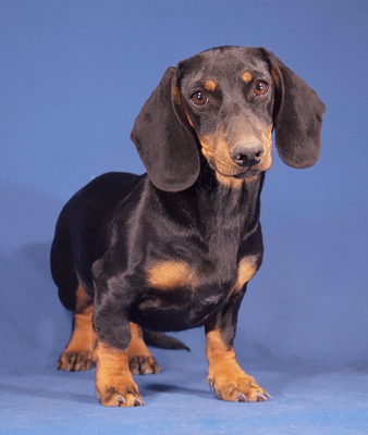 MAGNUS - R E S E R V I E R T !!!!! sehr freundlich, überaus anhänglich, lebhaft, fröhlich, klug, anfangs etwas ängstlich, Dackel - Rüde