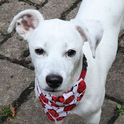 MAGU - Ubeda, Terrier-/Dackel-Mix - unkastriert Welpen - Rüde