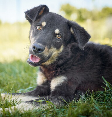 MAIKO - R E S E R V I E R T !!!!! fröhlich, menschenbezogen, verschmust, friedfertig, zutraulich, bewegungsfreudig, verspielt, neugierig, gutmütig, Mischling (Video auf HP) - Rüde