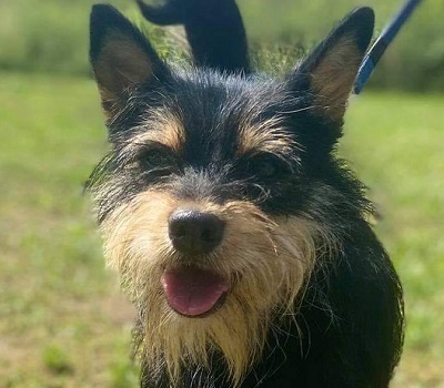 MAJKY, Terrier-Mix - Rüde