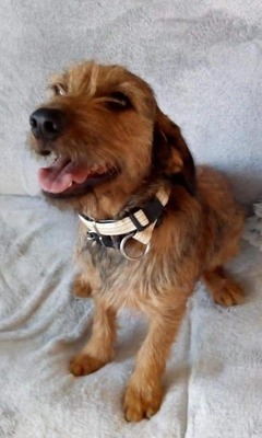 MAJO Mischlingsrüde kastriert, Terriermix - Rüde