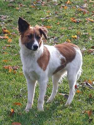 MAKAO sieht viel grösser aus als er tatsächlich ist, Mischling - Rüde