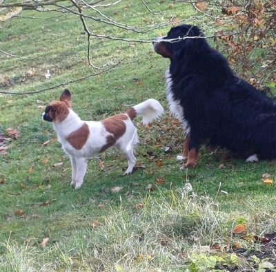 MAKAO sieht viel grösser aus als er tatsächlich ist, Mischling - Rüde