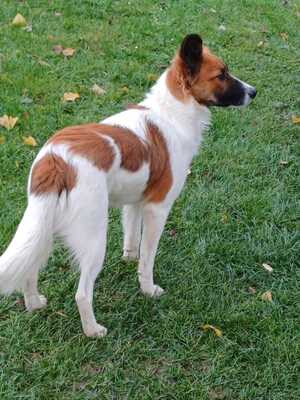 MAKAO sieht viel grösser aus als er tatsächlich ist, Mischling - Rüde